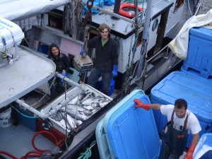 Unloading salmon in Port Alexander (photo courtesy of Dave Castle)